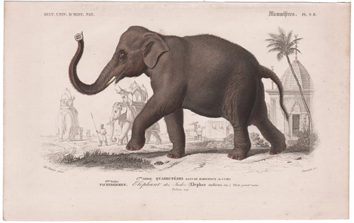 Indian Elephant